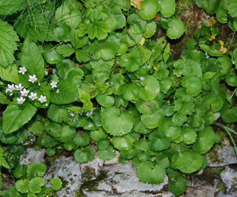 Image of Saxifraga rotundifolia specimen.