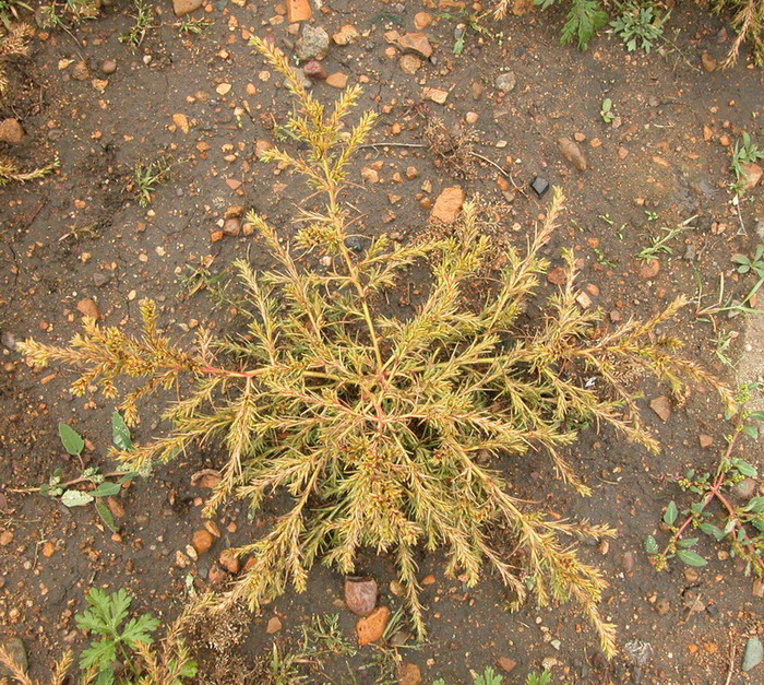 Изображение особи Salsola monoptera.