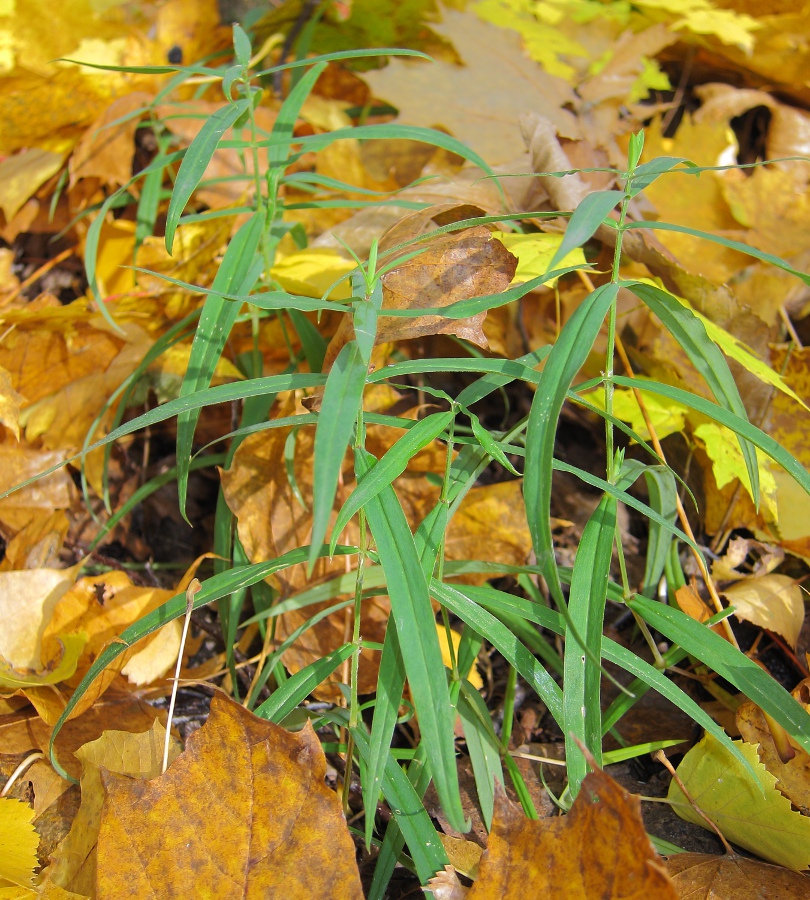 Image of Stellaria holostea specimen.