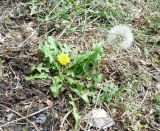 род Taraxacum