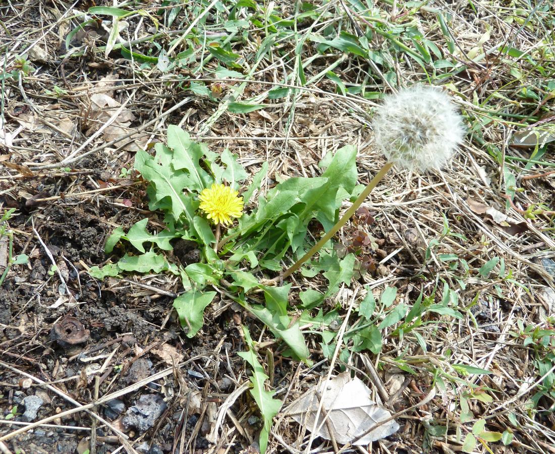 Image of genus Taraxacum specimen.