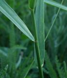 Elytrigia repens. Средняя часть побега. Ростовская обл., Азовский р-н, окр. с. Кугей. 06.06.2011.