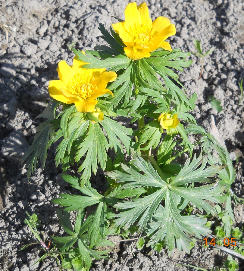 Изображение особи Trollius ranunculinus.