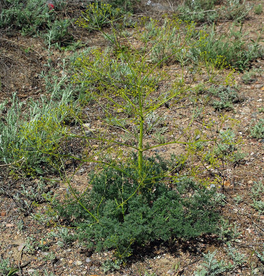 Image of Prangos cachroides specimen.