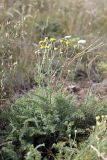 Tanacetum turlanicum