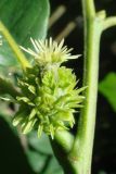 Castanea sativa