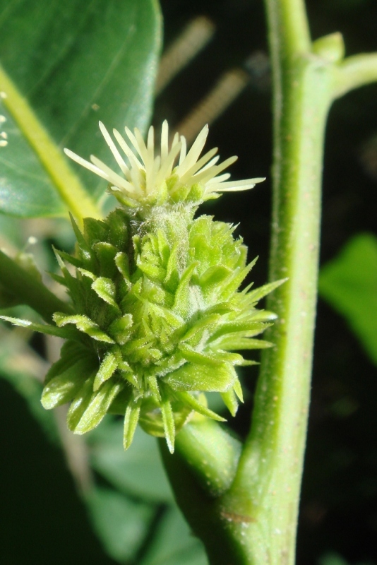 Image of Castanea sativa specimen.