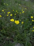 Ranunculus illyricus