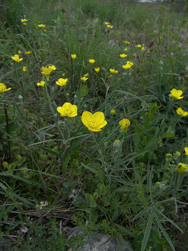 Изображение особи Ranunculus illyricus.