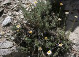 Spathipappus griffithii. Цветущее растение. Таджикистан, Памир, восточнее перевала Кой-Тезек, 4200 м н.у.м. 02.08.2011.