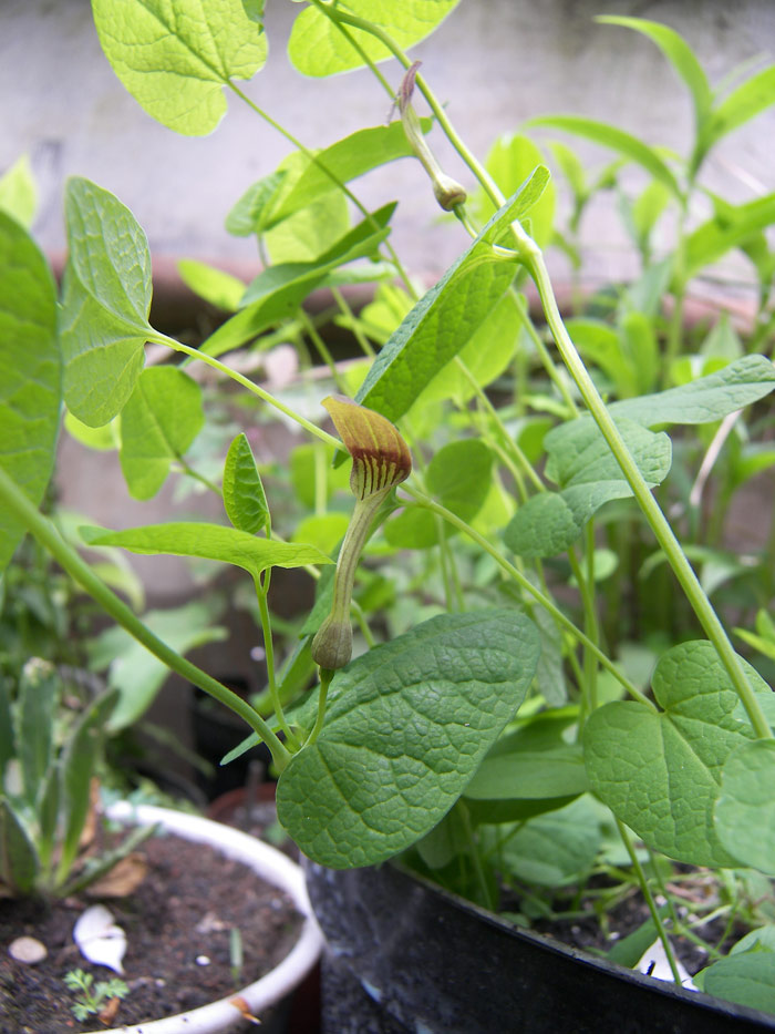 Image of Aristolochia rotunda specimen.