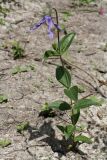 Clematis integrifolia