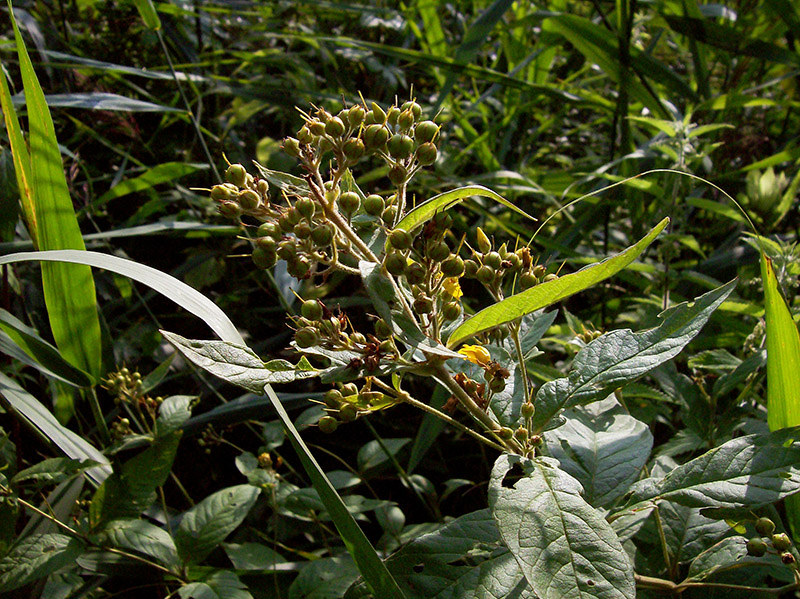 Изображение особи Lysimachia vulgaris.