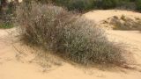 Polygonum equisetiforme. Цветущее растение на склоне песчаной гряды. 12.12.2009.