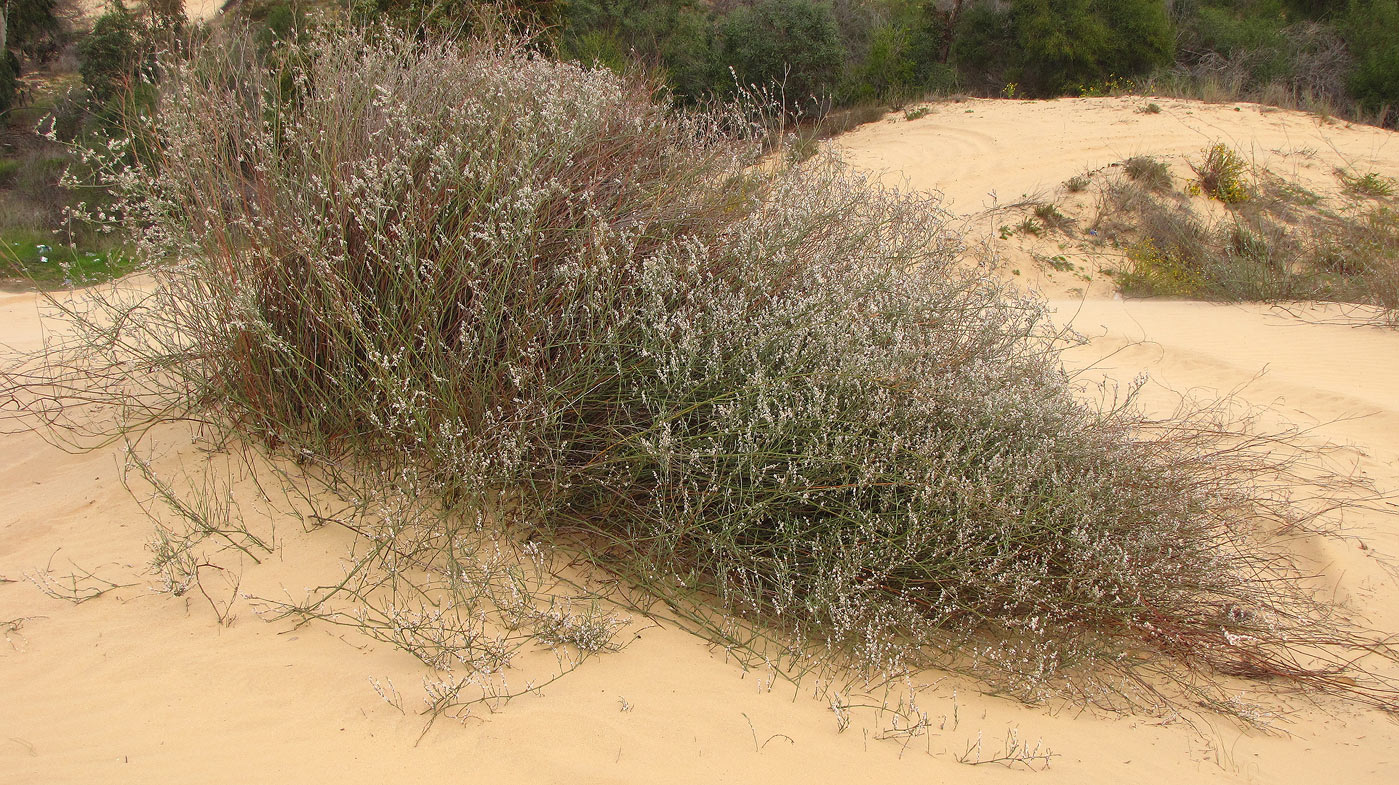 Image of Polygonum equisetiforme specimen.