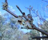 Chimonanthus praecox