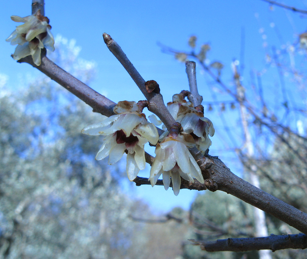 Image of Chimonanthus praecox specimen.