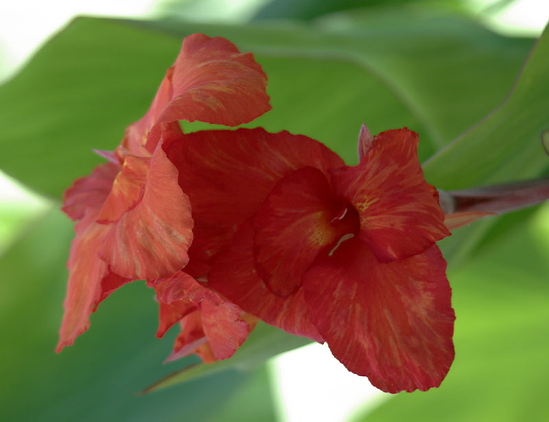 Image of genus Canna specimen.