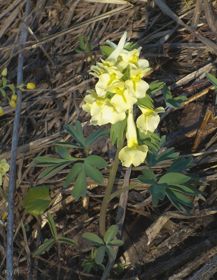 Image of Corydalis bracteata specimen.
