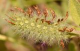 Trifolium blancheanum. Отцветающее соцветие с завязавшимися плодами. Израиль, Шарон, г. Герцлия, высокий берег Средиземного моря. 26.04.2012.