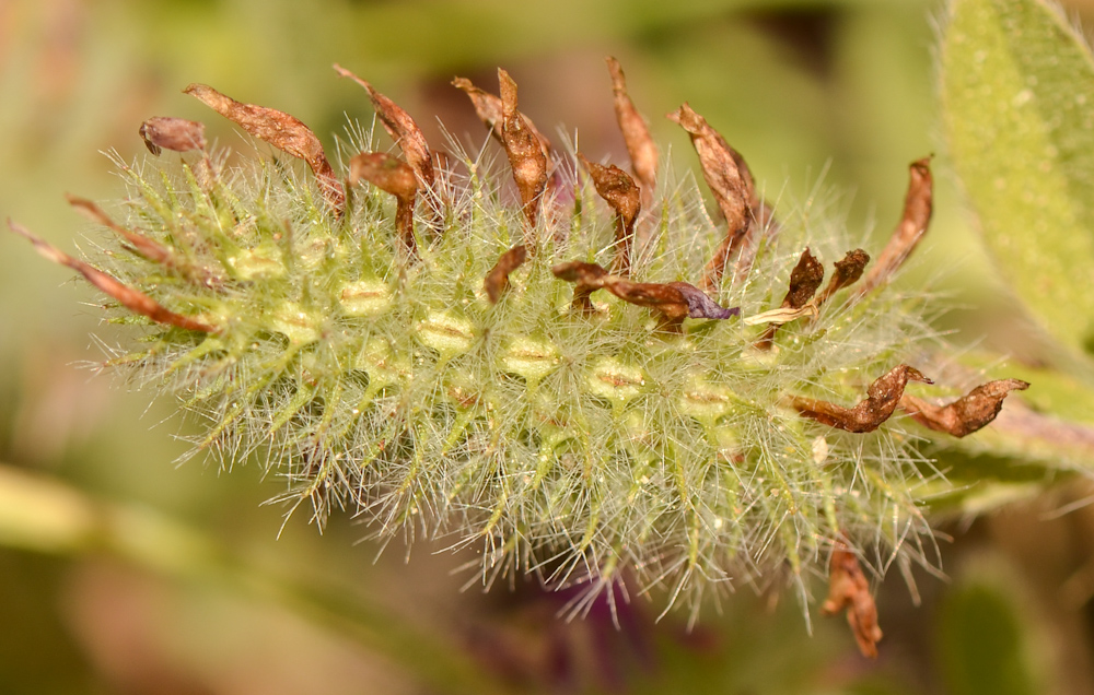 Изображение особи Trifolium blancheanum.