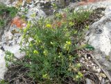 Medicago rupestris. Цветущее растение на скале. Крым, Симферополь, Марьино, степной склон. 9 мая 2012 г.
