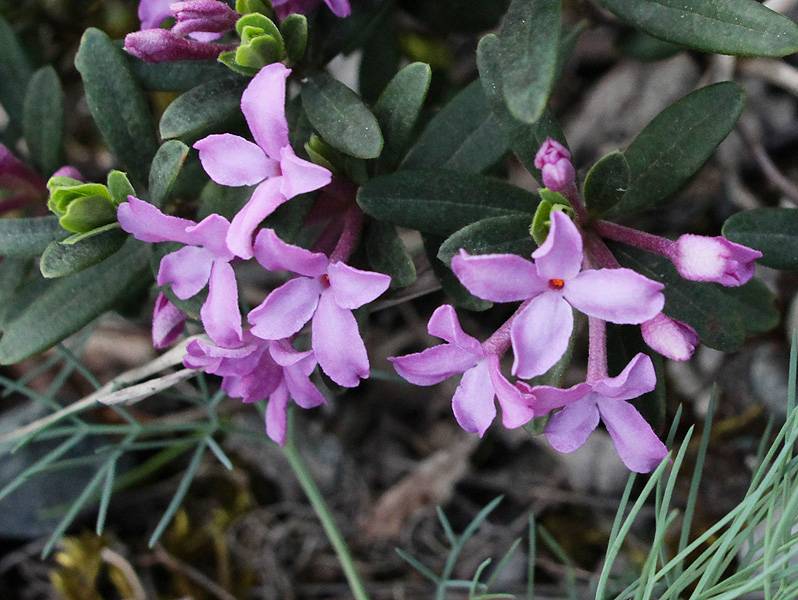 Image of Daphne woronowii specimen.