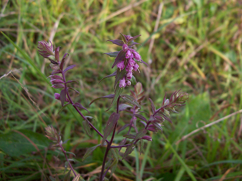 Изображение особи Odontites vulgaris.