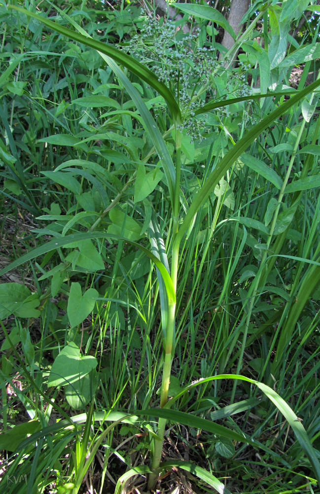 Изображение особи Scirpus sylvaticus.