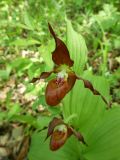 Cypripedium × microsaccos. Цветки. Приморский край, Партизанский район, падь Лебединая, в липовом лесу на северном склоне. 14.06.2012.