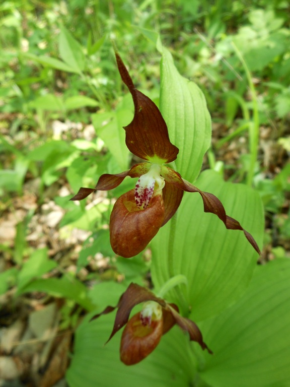 Изображение особи Cypripedium × microsaccos.