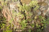 Salix × ludificans. Верхняя часть плодоносящего растения. Карелия, Ладожское озеро, остров Валаам. 20.06.2012.