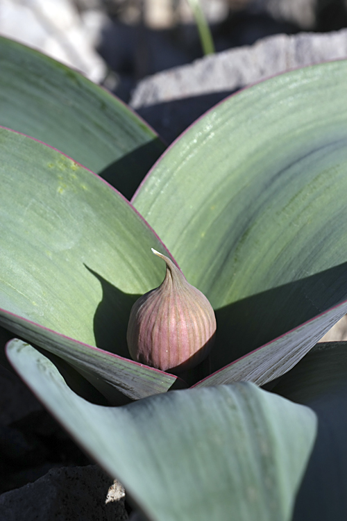 Image of Allium karataviense specimen.