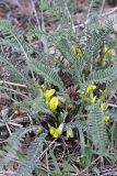 Astragalus atrovinosus