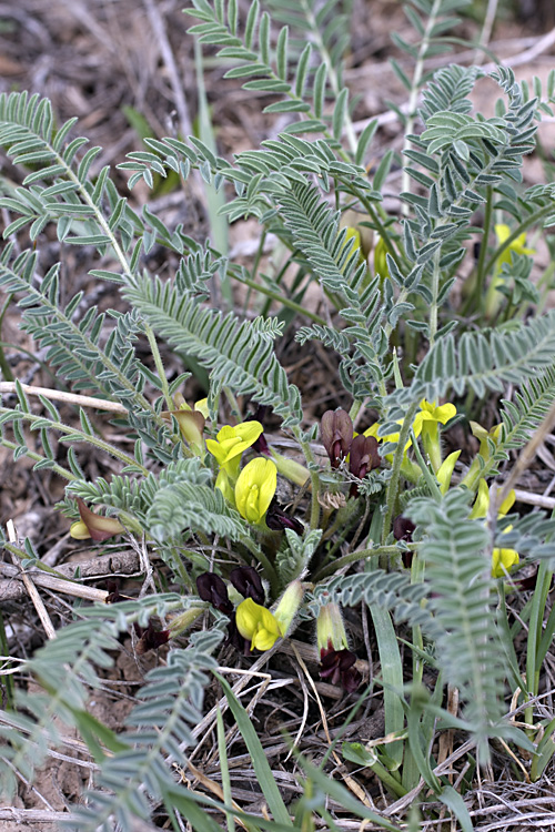 Изображение особи Astragalus atrovinosus.