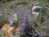 Teucrium orientale