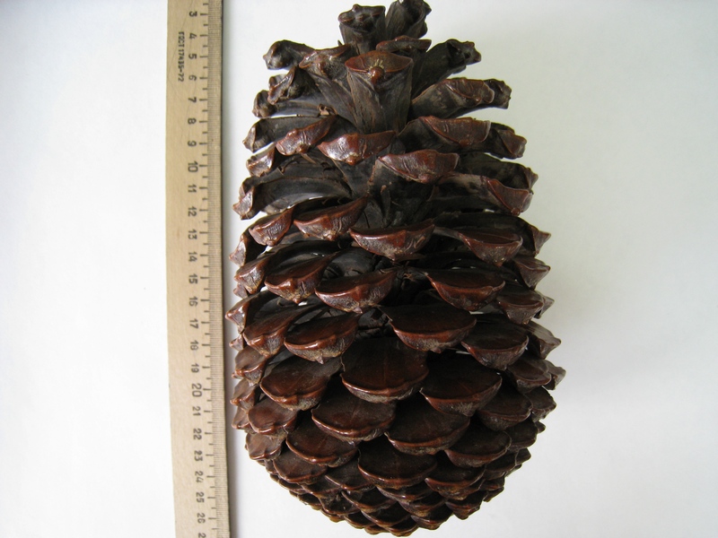 Image of Pinus pinaster specimen.
