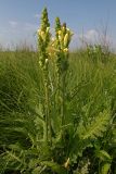 Pedicularis sceptrum-carolinum. Цветущее растение. Амурская обл., Хинганский заповедник, Антоновское лесничество, осоковое болото. 20.06.2012.