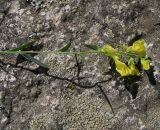 Linaria adzharica