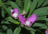 Polygala myrtifolia. Верхушка побега с соцветием. Греция, о. Родос, в культуре. 26.07.2012.