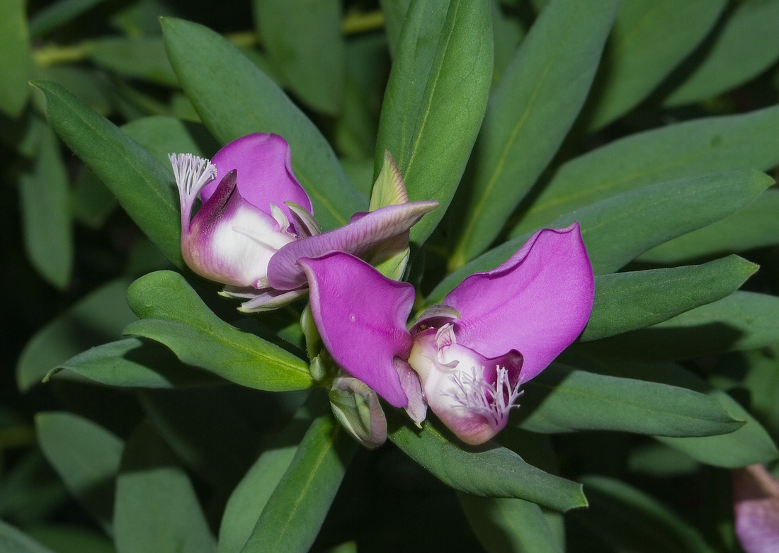 Image of Polygala myrtifolia specimen.