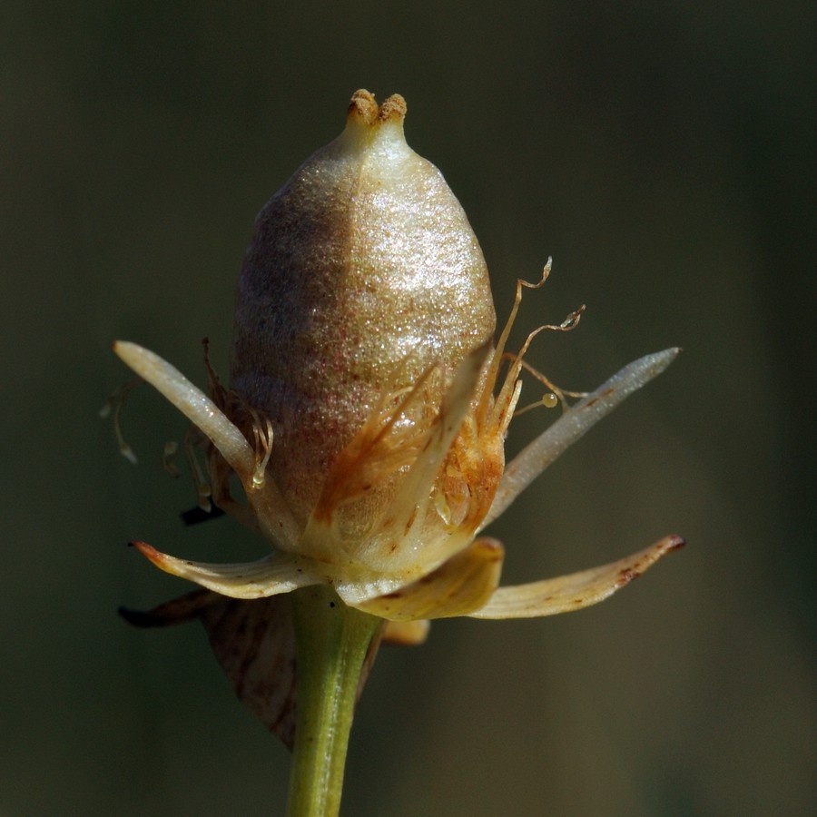 Изображение особи Parnassia palustris.