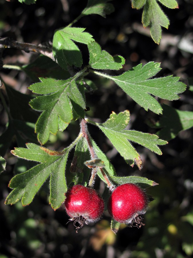 Image of Crataegus &times; tournefortii specimen.