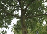 Quercus palustris. Внутренняя часть кроны молодого дерева. Германия, г. Кемпен, в озеленении улицы.21.09.2012.