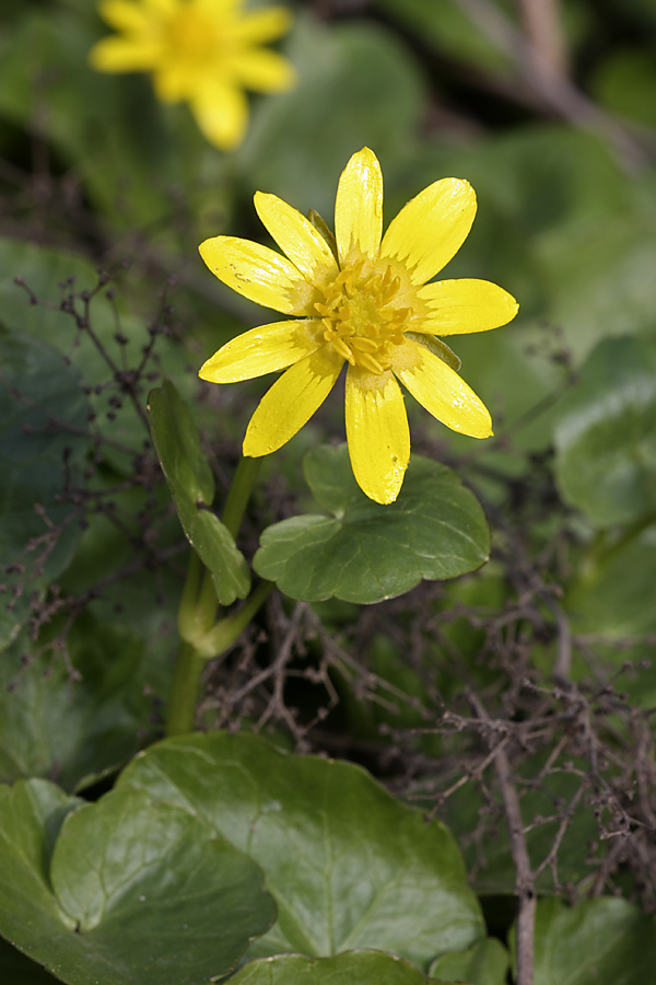 Image of Ficaria verna specimen.