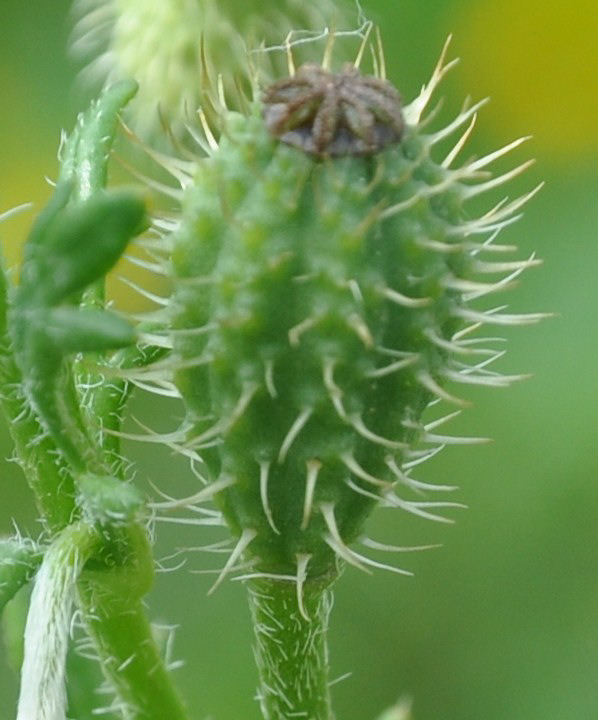 Image of Papaver hybridum specimen.