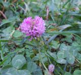 Trifolium pratense. Соцветие и листья. Южный берег Крыма, окр. г. Ялта, поляна в сосновом лесу. 27 октября 2012 г.