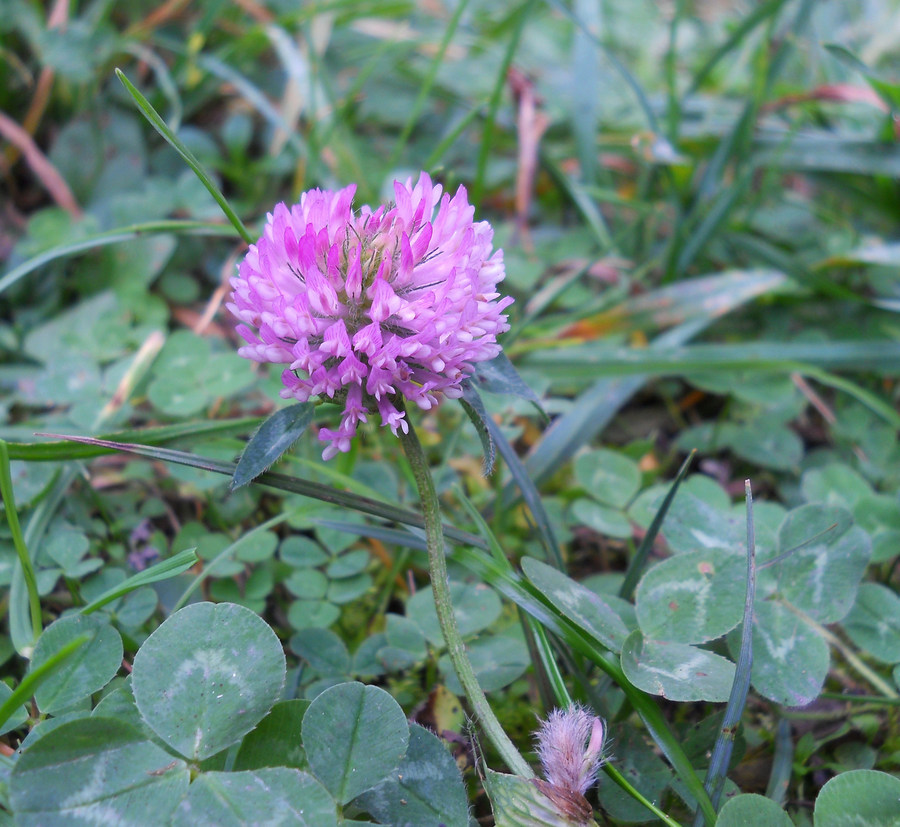 Изображение особи Trifolium pratense.