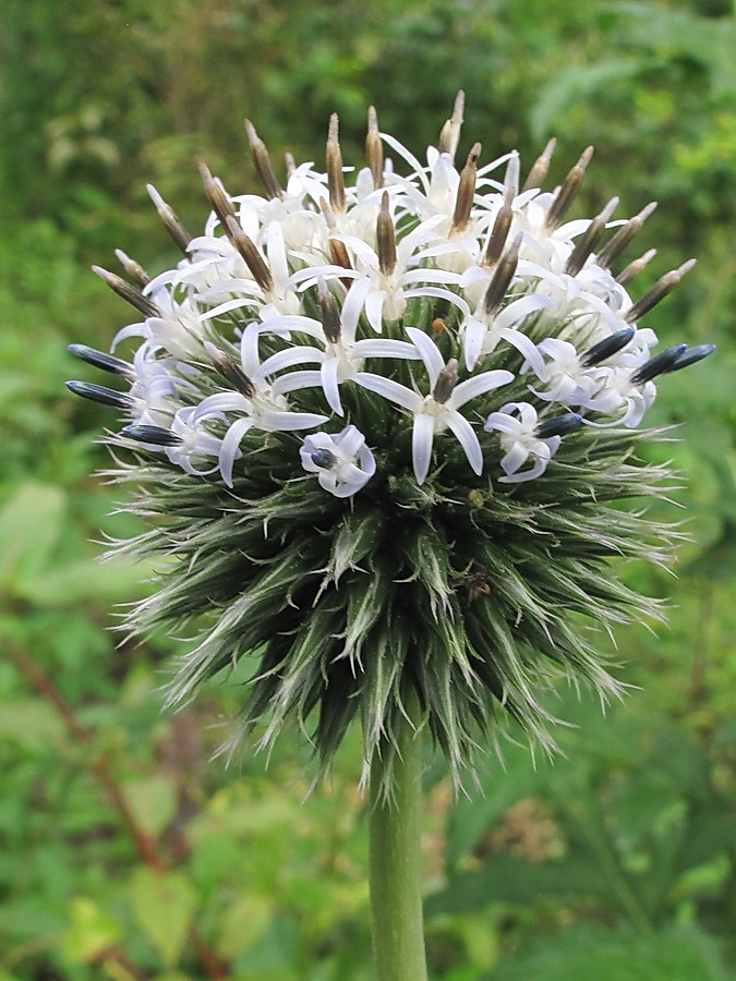 Image of Echinops exaltatus specimen.