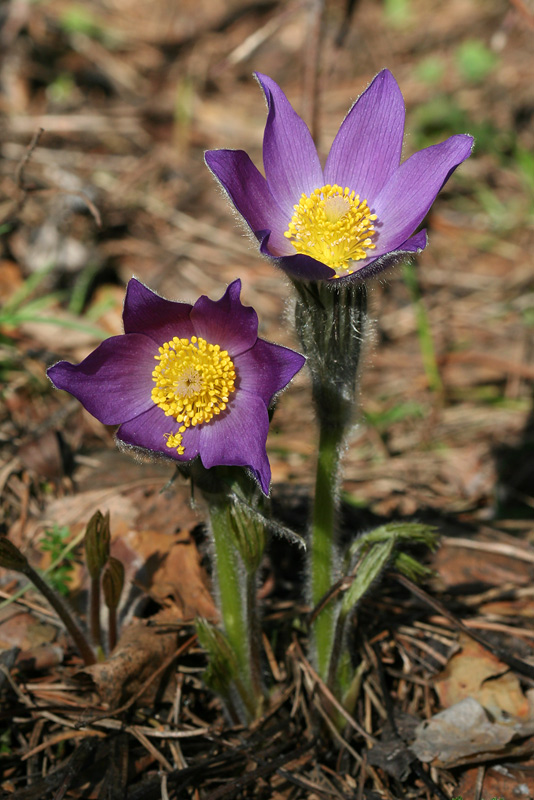 Image of Pulsatilla patens specimen.